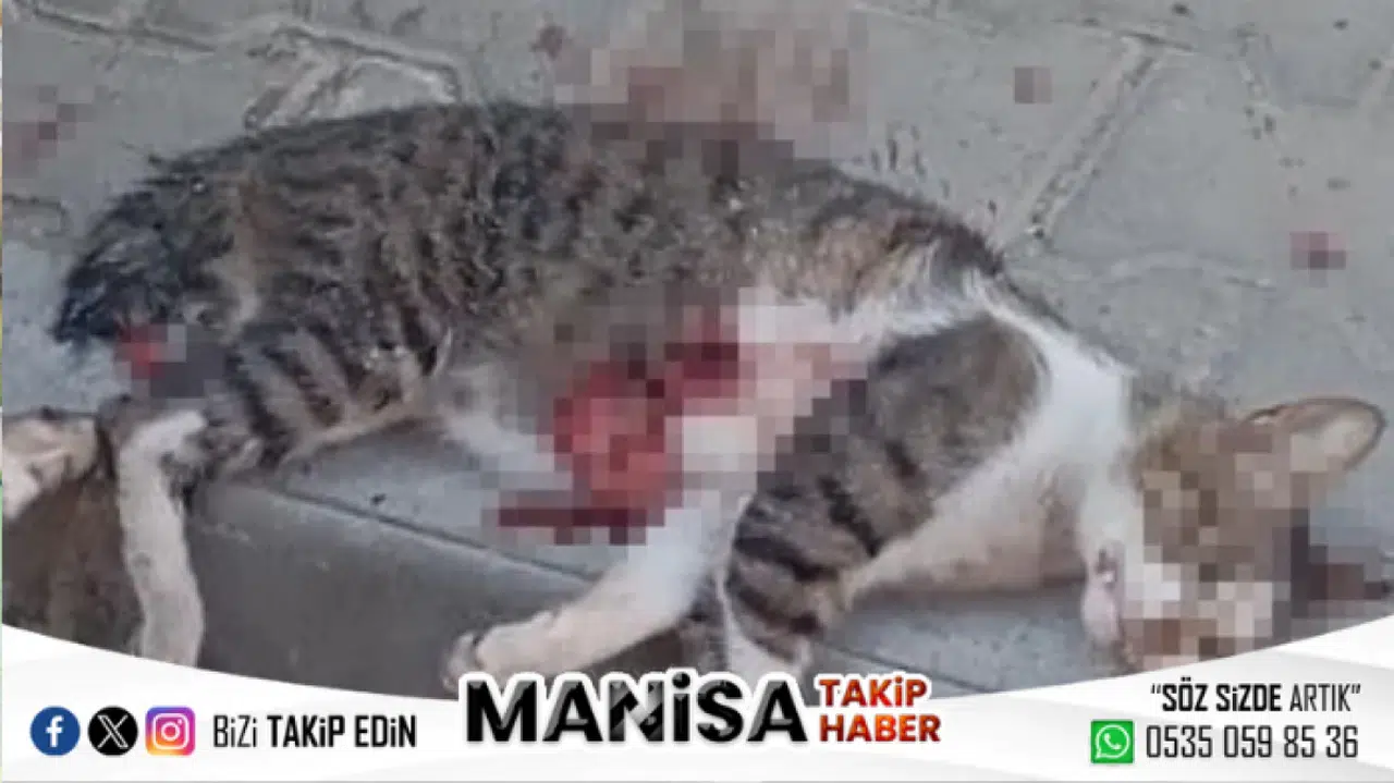Manisa'da Ev Önüne Pislediği Gerekçesiyle Kediyi Pompalı Tüfekle Vurdu, Serbest Kalması Mahalleliyi Ayağa Kaldırdı