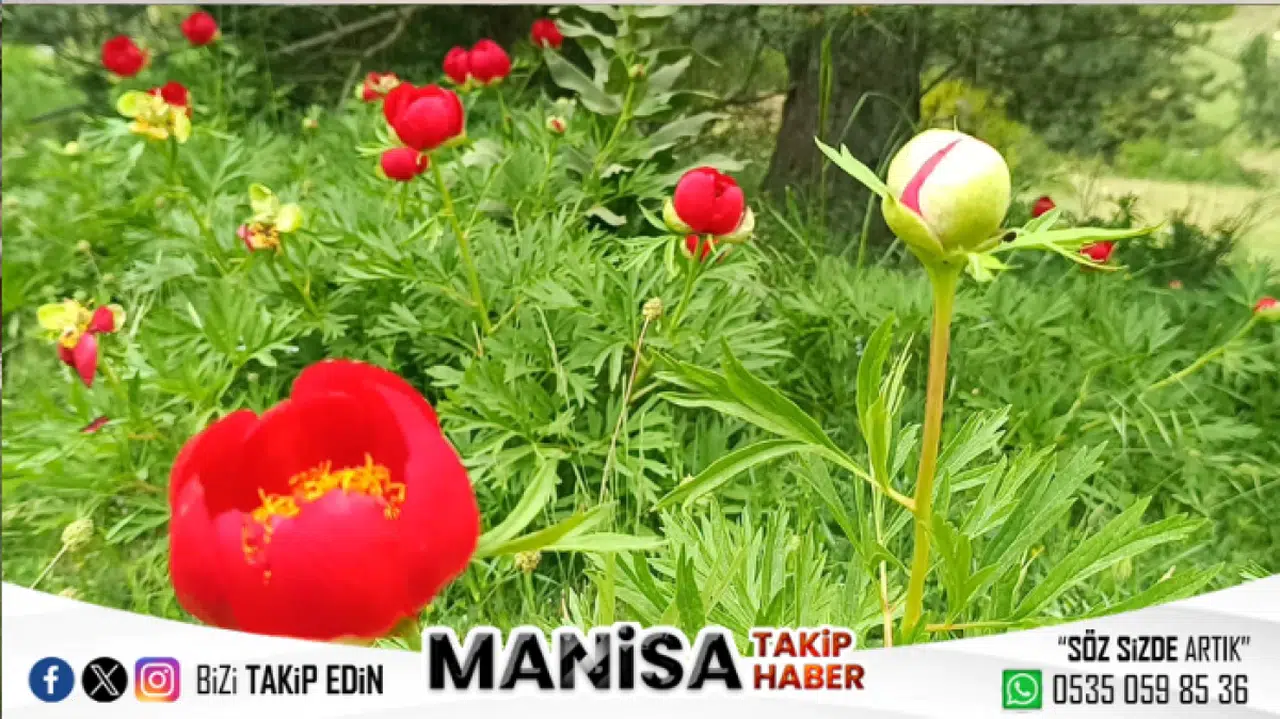 Spil Dağı’nın Kırmızı Mücevheri: Şakayıklar Çiçekte, Koparmak Yasak!