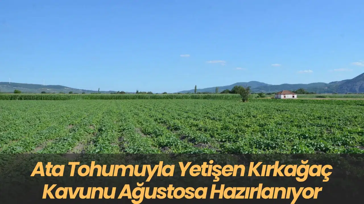 Ata Tohumuyla Yetişen Kırkağaç Kavunu Ağustosa Hazırlanıyor