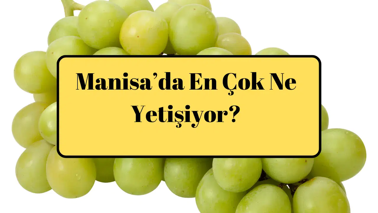 Manisa’da En Çok Ne Yetişiyor?
