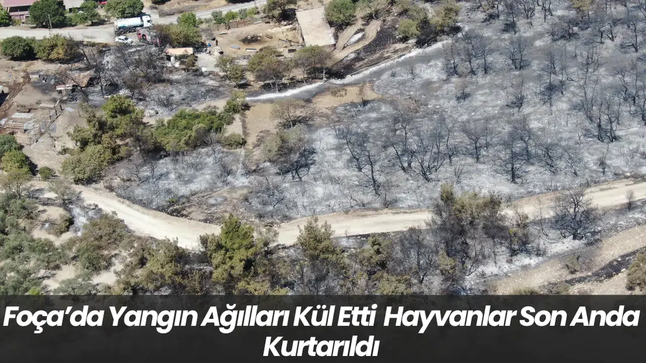Foça’da Yangın Ağılları Kül Etti Hayvanlar Son Anda Kurtarıldı
