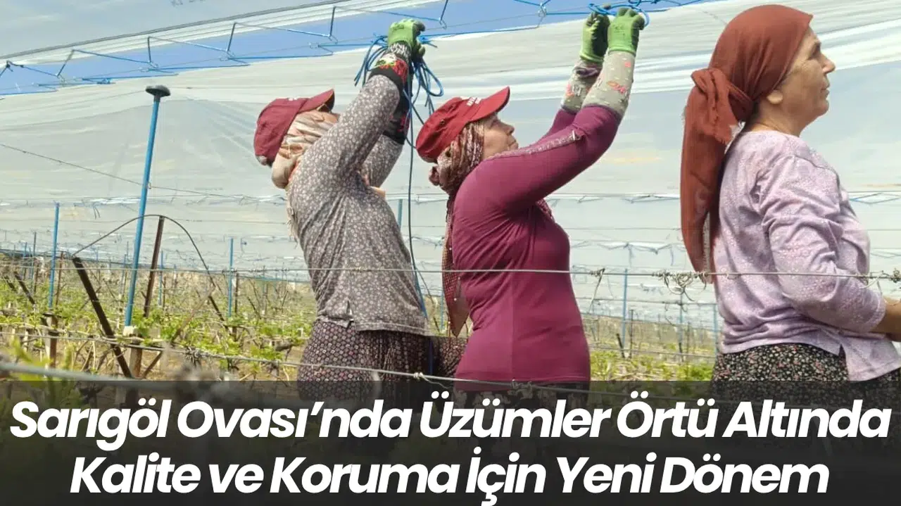 Sarıgöl Ovası’nda Üzümler Örtü Altında Kalite ve Koruma İçin Yeni Dönem