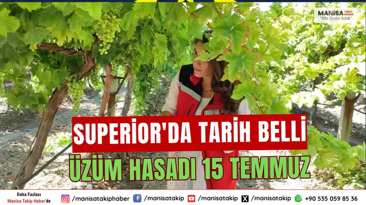 Manisa’da Hasat Başlıyor Superior Üzüm 15 Temmuz