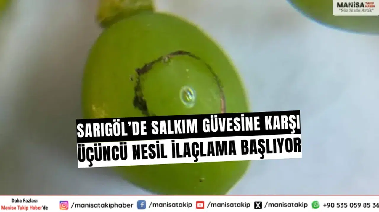 Sarıgöl’de Salkım Güvesine Karşı Üçüncü Nesil İlaçlama Başlıyor