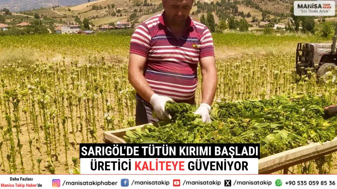 Sarıgöl’de Tütün Kırımı Başladı Üretici Kaliteye Güveniyor