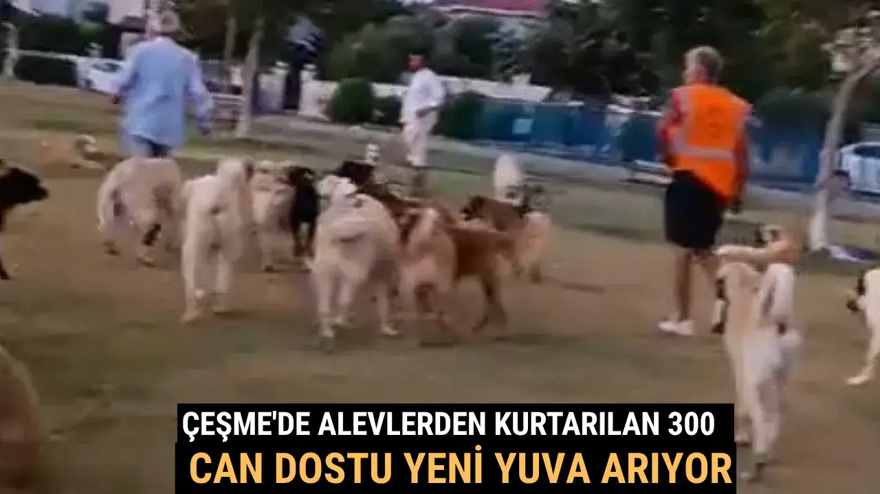 Çeşme'de Alevlerden Kurtarılan 300 Can Dostu Yeni Yuva Arıyor