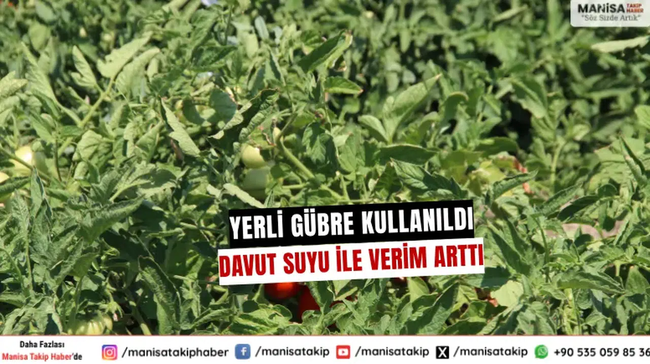 Yerli Gübre ve Davut Suyu İle Verim Arttı