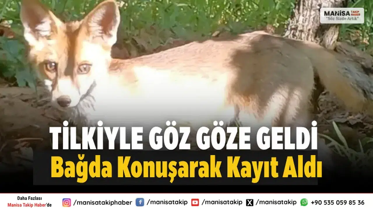 Sarıgöl Dadağlı’da Üzüm Bağında Tilkiyle Karşılaştı