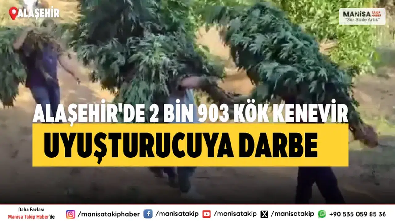 Alaşehir'de 2 Bin 903 Kök Kenevir Uyuşturucuya Darbe