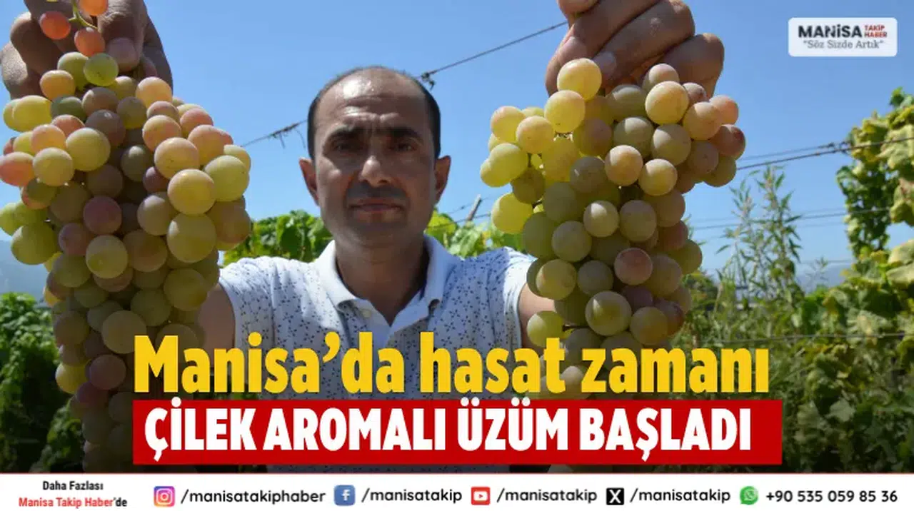 Manisa’da çilek aromalı üzüm Bronx Seedless hasadı başladı