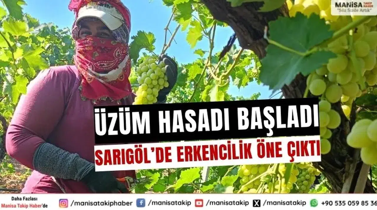 Sarıgöl’de Erkenci Üzüm Hasadı Başladı