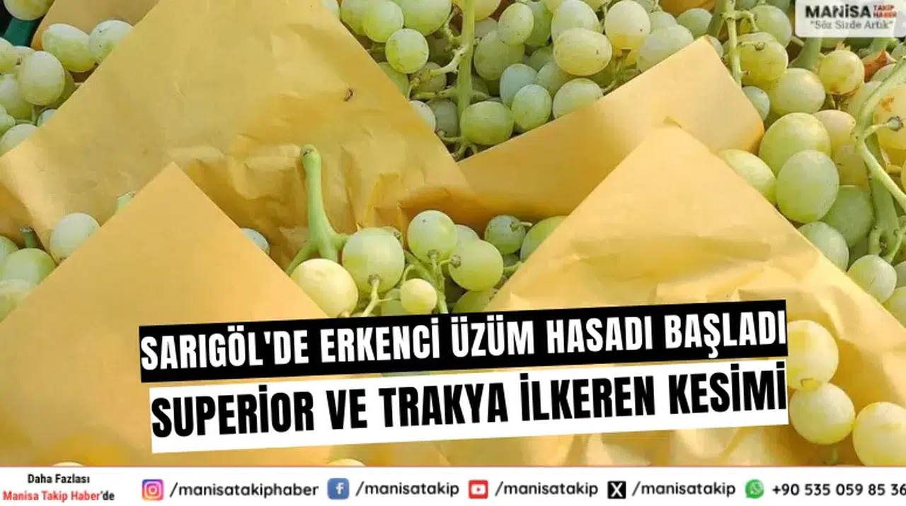 Sarıgöl'de Erkenci Üzüm Hasadı Başladı: Superior ve Trakya İlkeren Kesimi