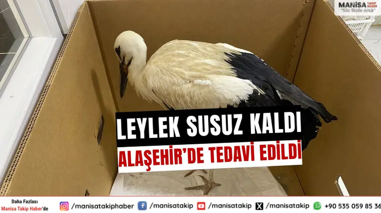 Alaşehir’de Susuz Kalan Leylek Veterinerde Tedavi Edildi