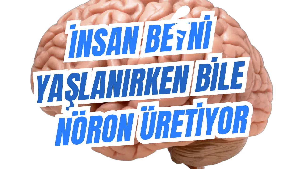 İnsan Beyni Yaşlanırken Bile Nöron Üretiyor