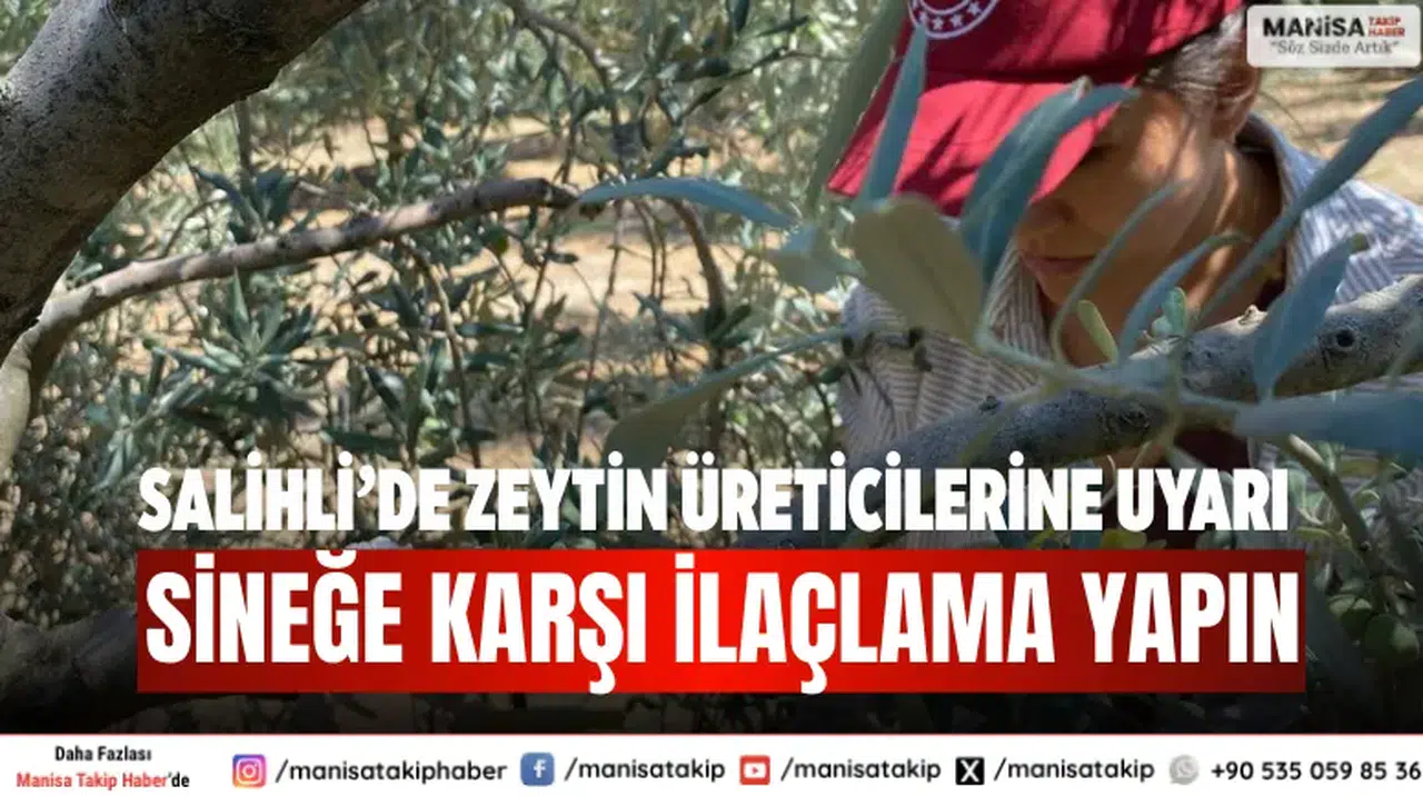 Salihli’de zeytin üreticilerine uyarı: Sineğe karşı ilaçlama yapın