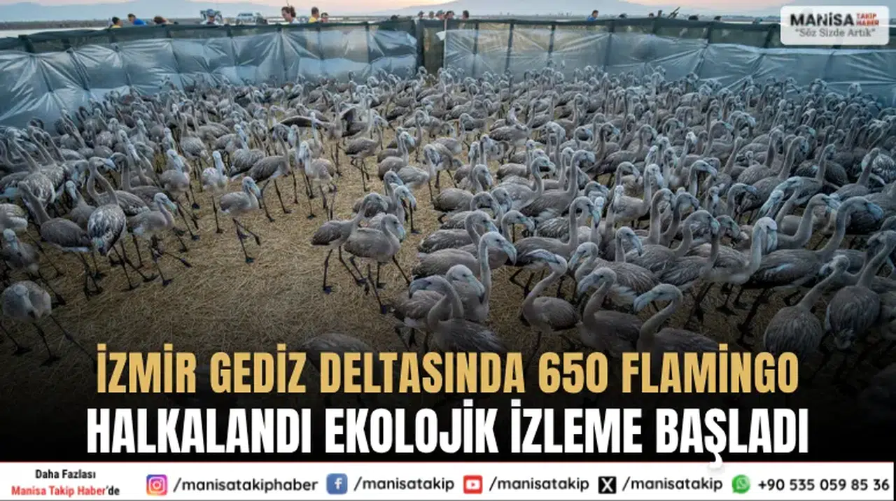 İzmir Gediz Deltasında 650 Flamingo Halkalandı Ekolojik İzleme Başladı