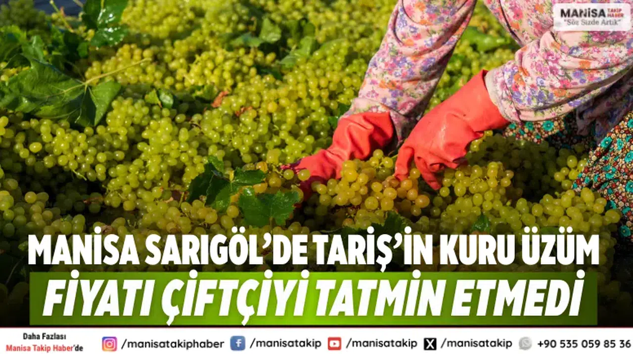 Manisa Sarıgöl’de TARİŞ’in Kuru Üzüm Fiyatı Çiftçiyi Tatmin Etmedi