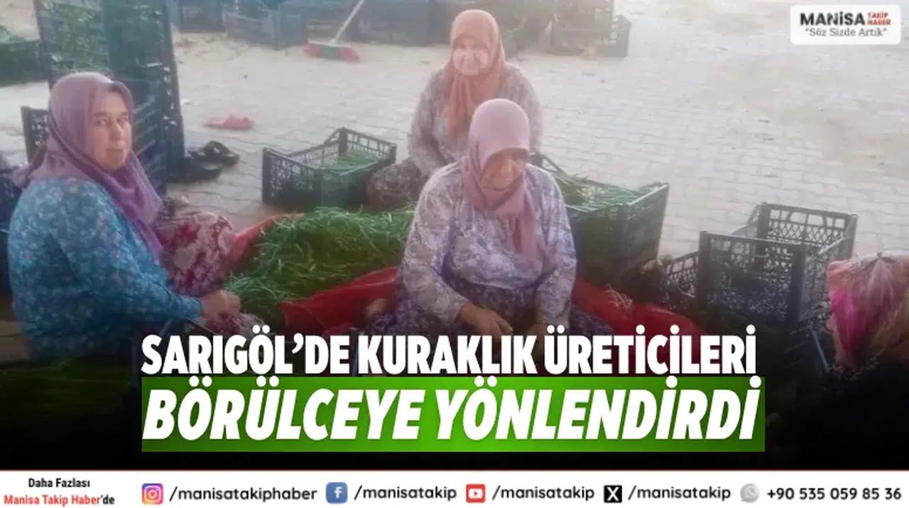 Sarıgöl’de Kuraklık Üreticileri Börülceye Yönlendirdi