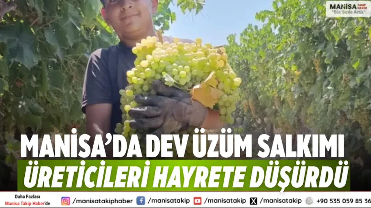 Manisa’da Dev Üzüm Salkımı Üreticileri Hayrete Düşürdü