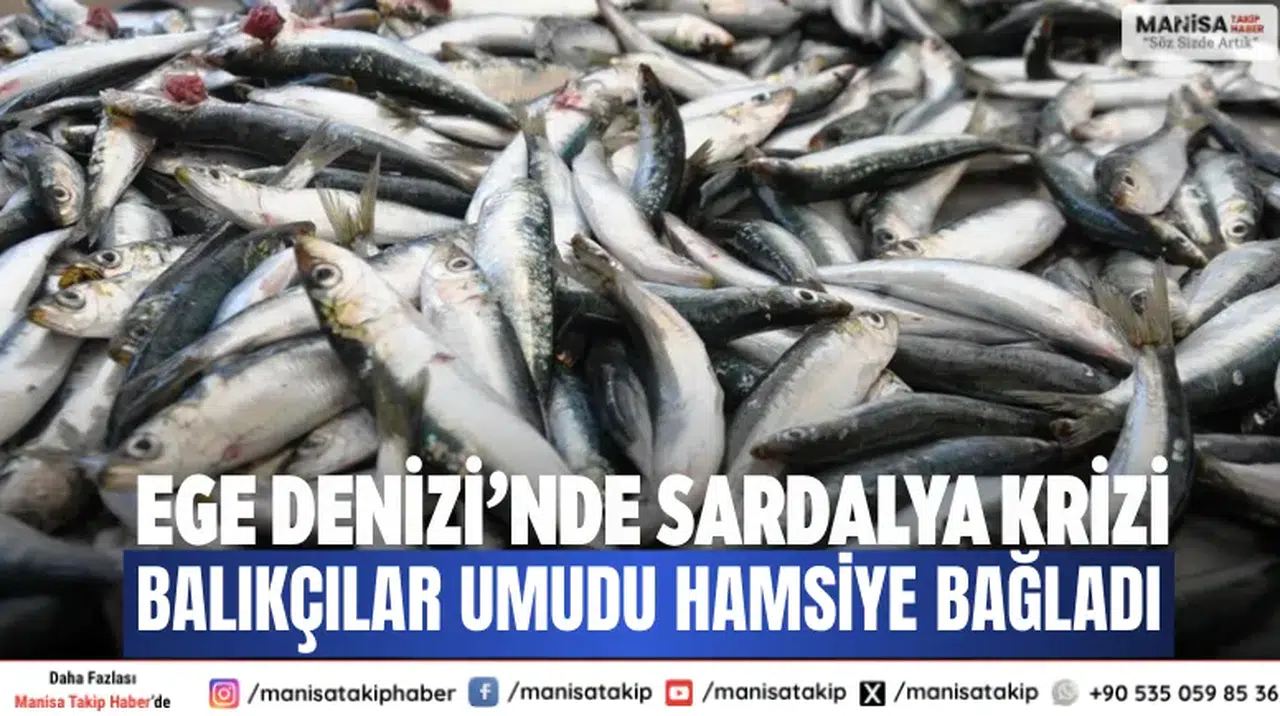 Ege Denizi’nde sardalya krizi Balıkçılar umudu hamsiye bağladı