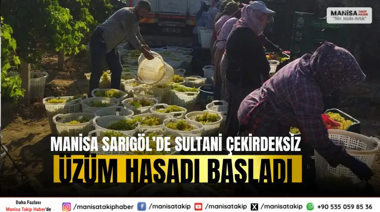 Manisa Sarıgöl’de Sultani Çekirdeksiz Üzüm Hasadı Başladı