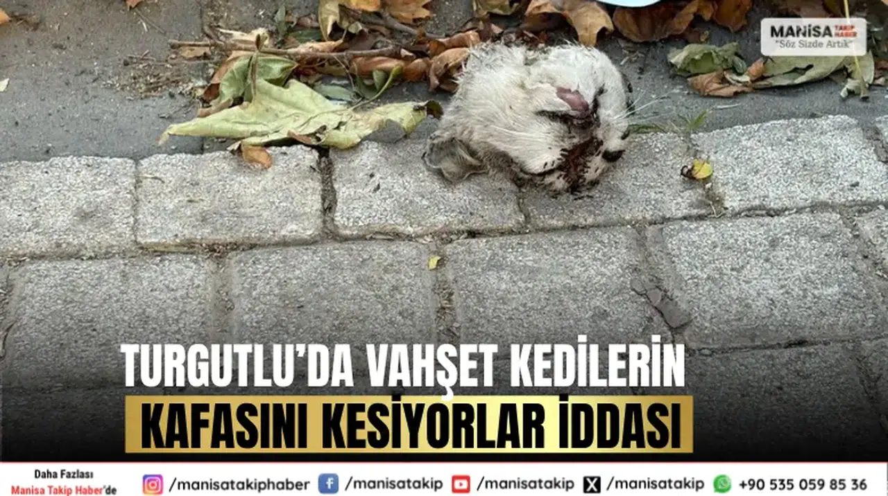 Turgutlu’da vahşet kedilerin kafasını kesiyorlar iddası