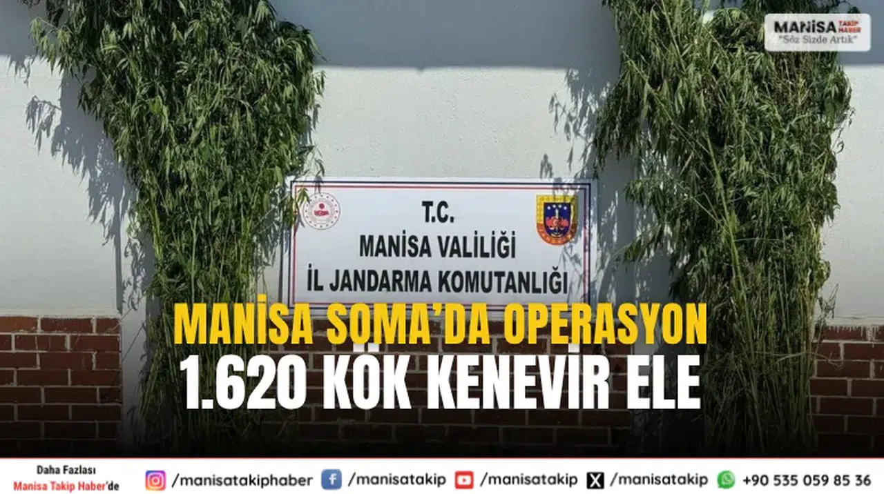 Manisa Soma’da Jandarmadan 1.620 Kök Kenevir Operasyonu