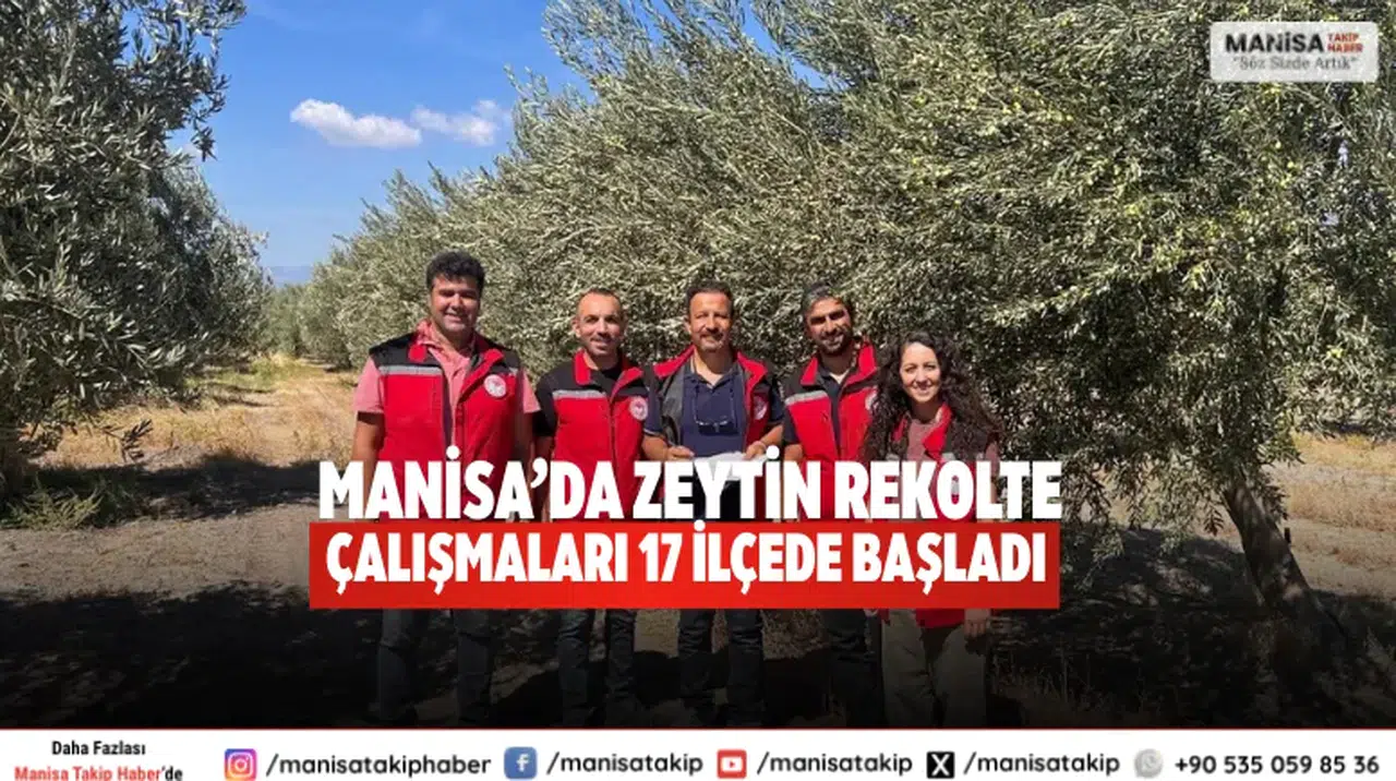 Manisa’da zeytin rekolte Çalışmaları 17 ilçede başladı