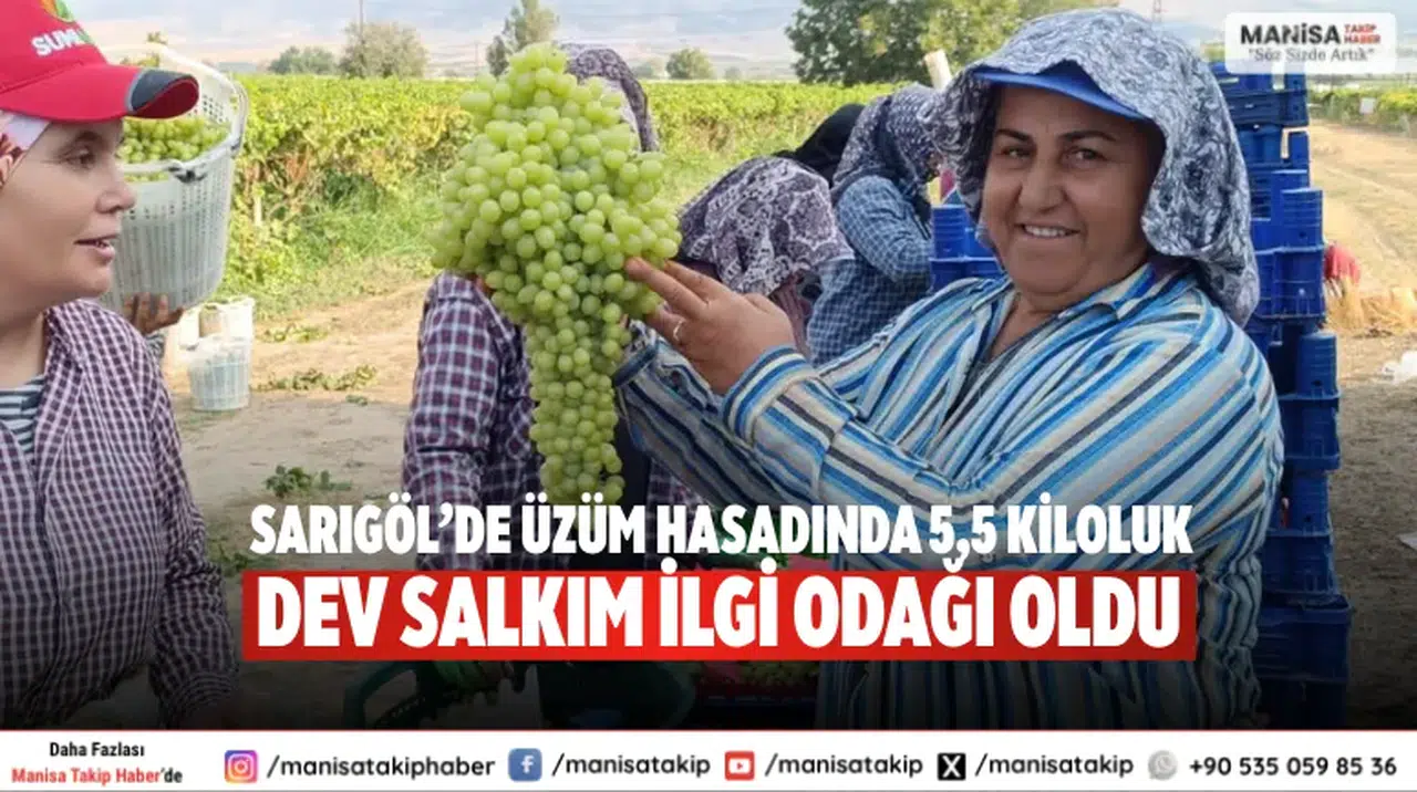 Sarıgöl’de Üzüm Hasadında 5,5 Kiloluk Dev Salkım İlgi Odağı Oldu