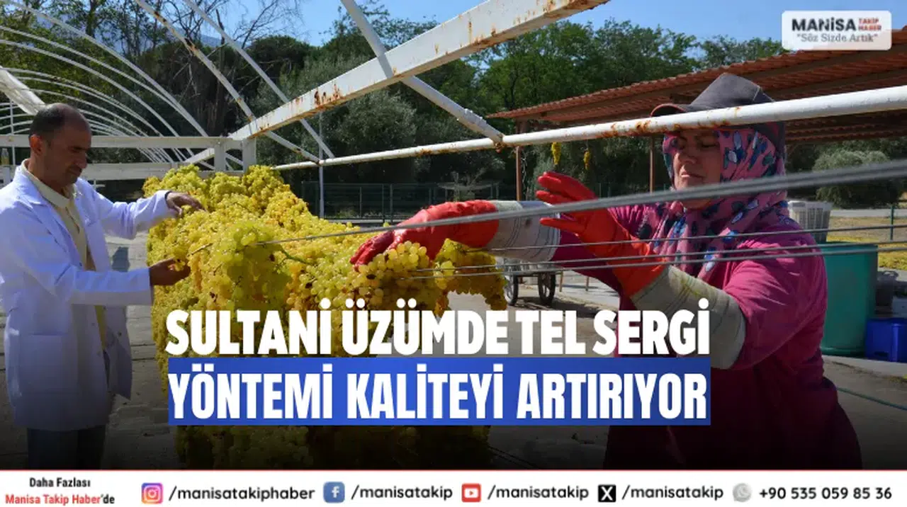 Sultani Üzümde Tel Sergi Yöntemi Kaliteyi Artırıyor