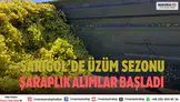 Sarıgöl’de 2025 yılı şaraplık üzüm alım sezonu resmen başladı