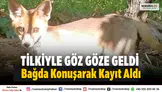 Sarıgöl Dadağlı’da Üzüm Bağında Tilkiyle Karşılaştı