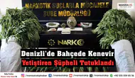 Denizli’de Bahçede Kenevir Yetiştiren Şüpheli Tutuklandı