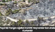 Foça’da Yangın Ağılları Kül Etti Hayvanlar Son Anda Kurtarıldı
