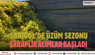 Sarıgöl’de 2025 yılı şaraplık üzüm alım sezonu resmen başladı