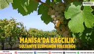 Manisa’da Bağcılık Sultaniye Üzümünün Büyük Yolculuğu