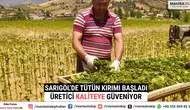 Sarıgöl’de Tütün Kırımı Başladı Üretici Kaliteye Güveniyor