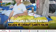 Manisa Karaoğlanlı Altınbaş Kavunu Hasadı Başladı, Coğrafi İşaret İçin Çalışmalar Sürüyor