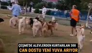 Çeşme'de Alevlerden Kurtarılan 300 Can Dostu Yeni Yuva Arıyor