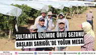 Sultaniye Üzümde Örtü Sezonu Başladı: Sarıgöl’de Yoğun Mesai