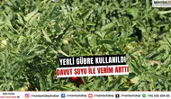 Yerli Gübre ve Davut Suyu İle Verim Arttı