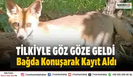 Sarıgöl Dadağlı’da Üzüm Bağında Tilkiyle Karşılaştı