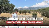 Sarıgöl’den Örnek Adım Sokak Hayvanlarına Doğal Barınak