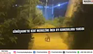 Gümüşhane'de Kent Merkezine İnen Ayı Kameralara Yansıdı
