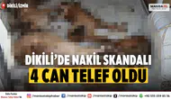 İzmir Dikili’de Hayvan Nakli Faciası: 4 Köpek Telef Oldu