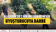 Alaşehir'de 2 Bin 903 Kök Kenevir Uyuşturucuya Darbe