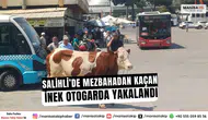 Salihli’de Mezbahadan Kaçan İnek Otogarda Yakalandı