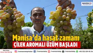 Manisa’da çilek aromalı üzüm Bronx Seedless hasadı başladı