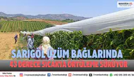 Sarıgöl üzüm Örtüleme İşlemleri Yüzde 90 Tamamlandı