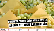 Sarıgöl'de Erkenci Üzüm Hasadı Başladı: Superior ve Trakya İlkeren Kesimi